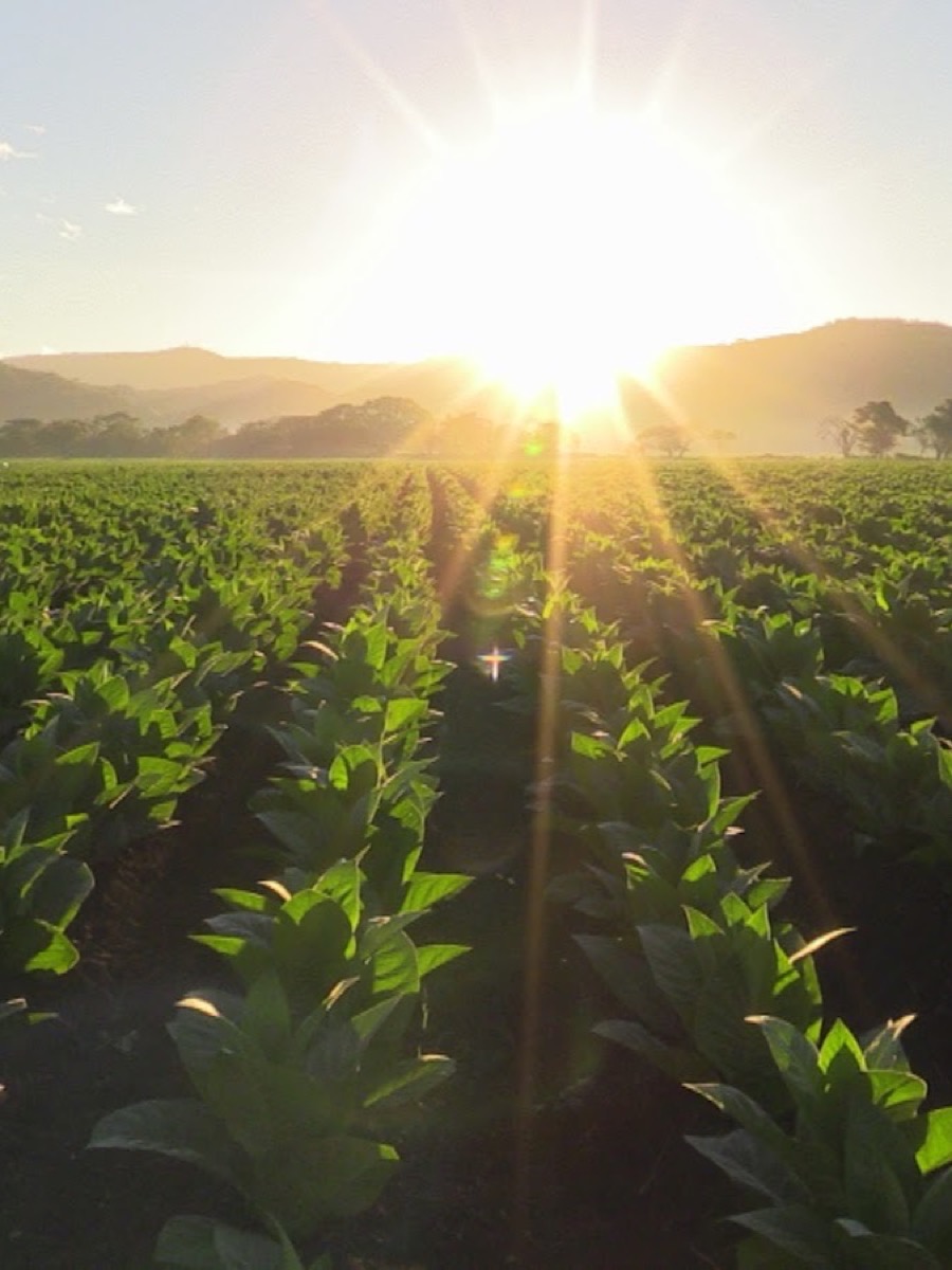 Rows of tobacco plants in a field at sunrise with hills behind