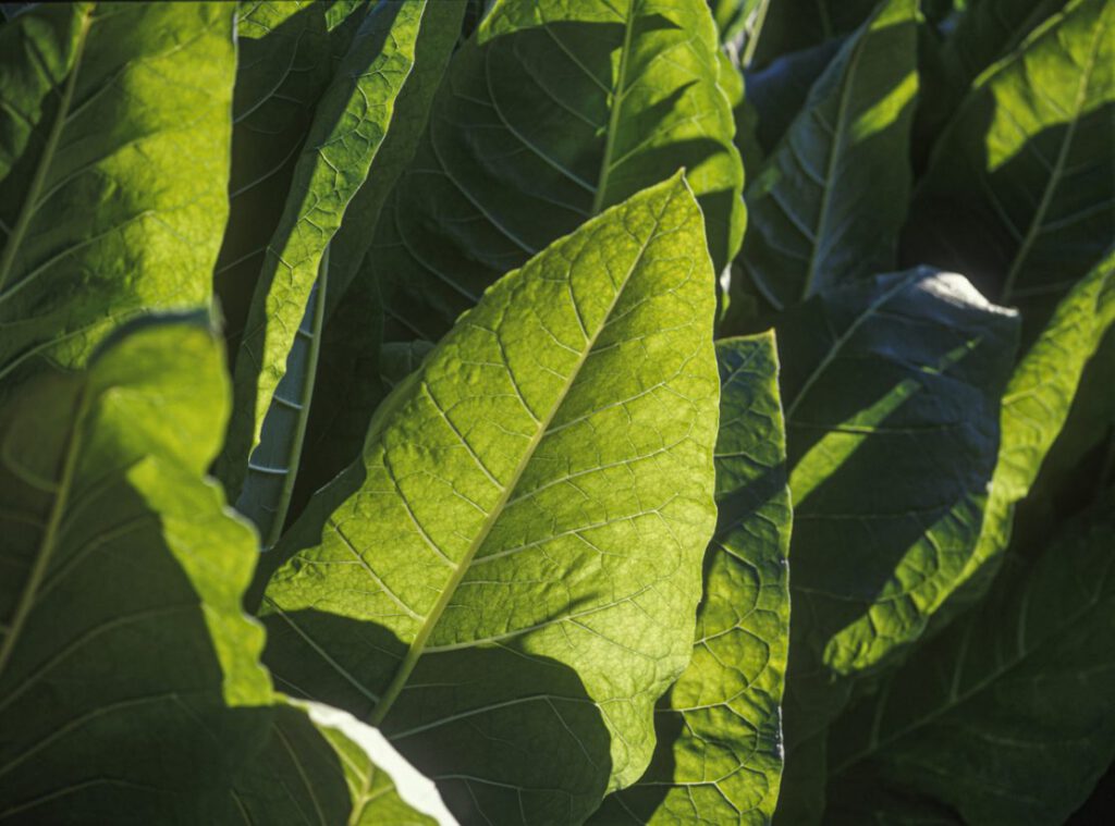 Large sunlit tobacco leaves on the plant, veins picked out by the light